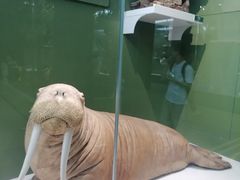 -国家自然博物馆