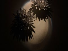 -Dragonfly悠庭·按摩Spa(静安嘉里中心店)