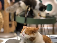 -飞行喵MR PILOT|猫舍·猫咖(静安大融城店)