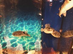 -肆月河豚·新淮扬(金融街店)