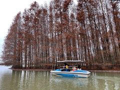 -上海海湾国家森林公园