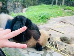 -都江堰中华大熊猫苑