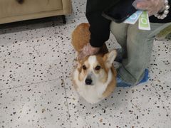 -柚子猫舍·精品猫舍购猫·猫咪认养·购宠·宠物店