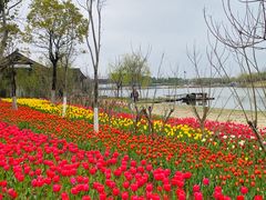 -杭州湾海上花田景区