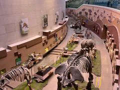 -陕西自然博物馆