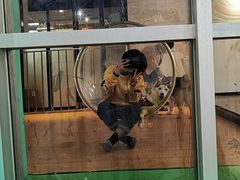 -Husky Go! 哈士奇体验馆·宠物咖啡厅狗咖