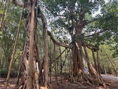 -中国科学院西双版纳热带植物园