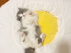 -momokira米努特·德文卷毛猫·棉花面纱犬