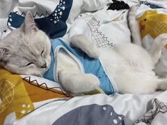 -萌宠之家·腊肠犬·马尔泰·小体犬舍