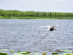 -呼兰河口湿地公园