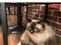 -猫友咖啡店(玉林西路店)