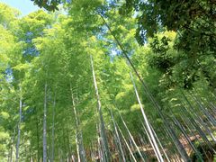 -上海佘山国家森林公园天马山园