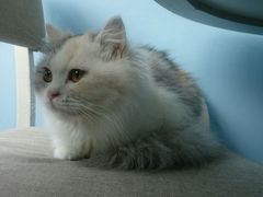 -喵的天空名猫咖啡馆·撸猫·猫舍·用品
