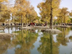 -金塔沙漠胡杨林景区