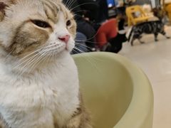 -平行世界·猫咖(首经贸店)