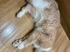 -滚猫咖啡·猫咖·猫友好撸猫(未来城店)