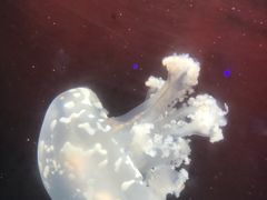 -锦艺城海洋馆