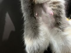 -灵美宠物诊所