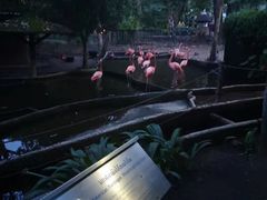 -清迈夜间动物园