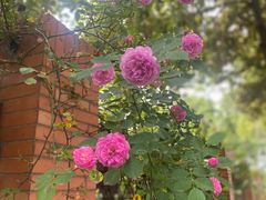 -南京外国语学校(仙林分校西区)