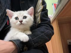 -瑞鹏宠物医院·夜间急症·心超·猫科(祖庙分店)