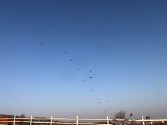 -君乐宝优致牧场