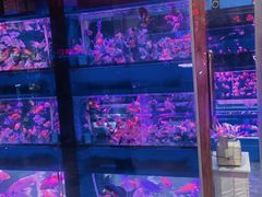 -大自然花鸟鱼虫市场