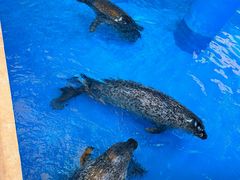 -海合安成都极地海洋公园