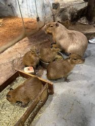 -Zoolung Zoolung动物主题公园(海信广场店)