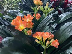 -金陵花卉交易市场