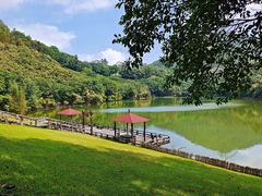 -雁南飞茶田景区