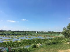 -荷塘月色湿地公园·向阳花洲