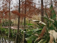 -昆山城市生态森林公园