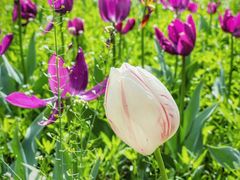 -长春公园(普阳街道)