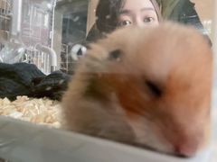 -钓仓鼠(洋桥北里小区店)