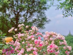 -都江堰玫瑰花溪谷