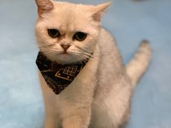 -猫色咖啡·猫咖