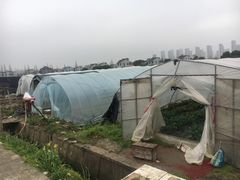 -青浦采草莓天天草莓园