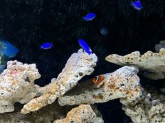 -北戴河圣蓝海洋公园