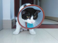 -创凡宠物医院·骨专科  猫科中心(西乡分院)