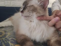 -平行世界·猫咖(首经贸店)