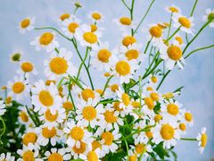 -天津东丽湖风景区