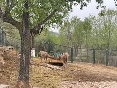 -青藏高原野生动物园