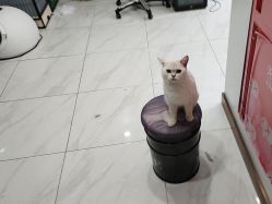 -镁连社·美联社