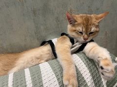 -艾贝尔宠物医院·狂犬免疫点(江山金象城店)