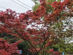 -铁山坪森林公园