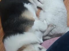 -喵园·猫主题咖啡厅·撸猫·猫咖(国贸店)