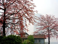 -喜洲吧·江畔老船厂·庭院餐厅(喜临院店)