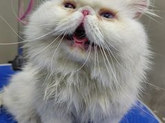 -PETKIT小佩宠物·低压洗护(国顺东路店)