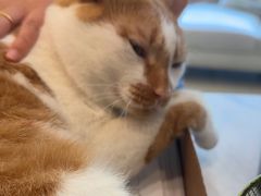 -瑞派申生动物医院·24H夜诊·国际动物医疗中心·骨外科(吴中路店)